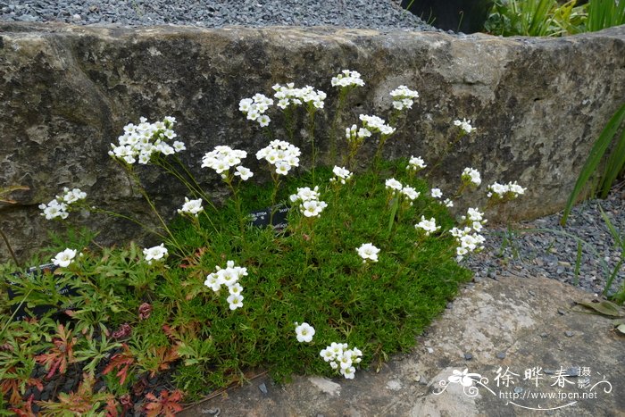沟叶虎耳草 Saxifraga canaliculata