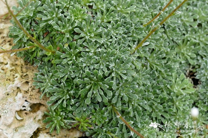 '灯塔'匙叶虎耳草 Saxifraga cochlearis 'Minar'