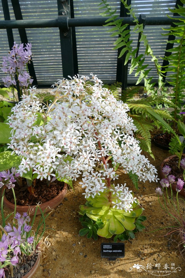 银波锦叶虎耳草 Saxifraga cotyledon