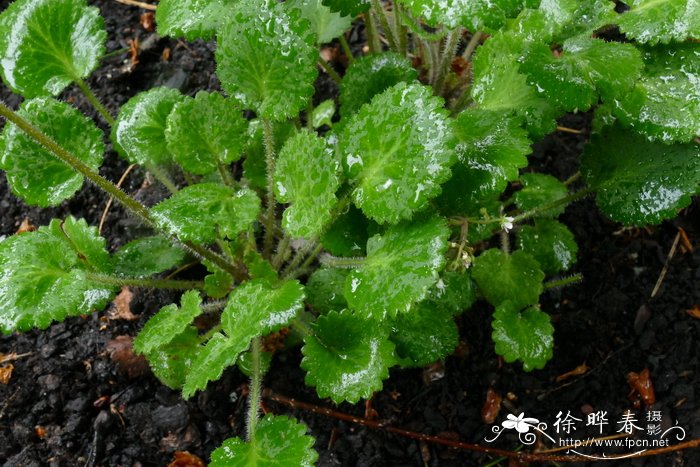 '肾叶'粗毛虎耳草 Saxifraga hirsuta 'Reniformis'
