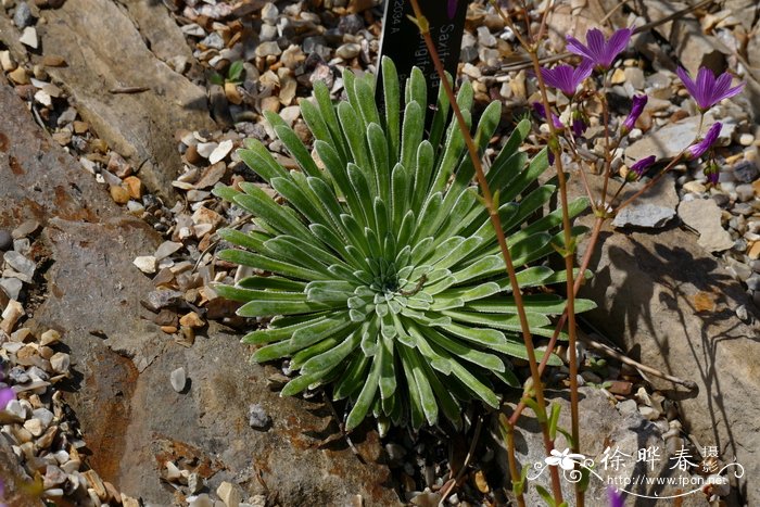 长叶虎耳草Saxifraga longifolia