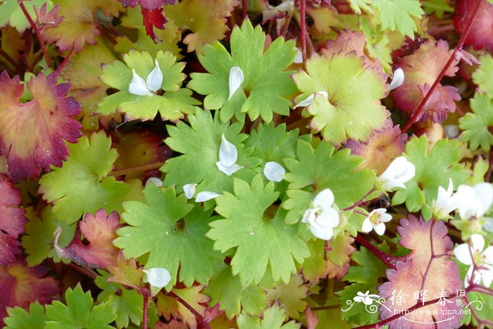 马德拉虎耳草 Saxifraga maderensis