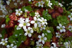 马德拉虎耳草 Saxifraga maderensis
