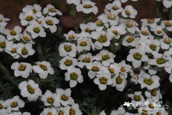 光亮虎耳草 Saxifraga micans