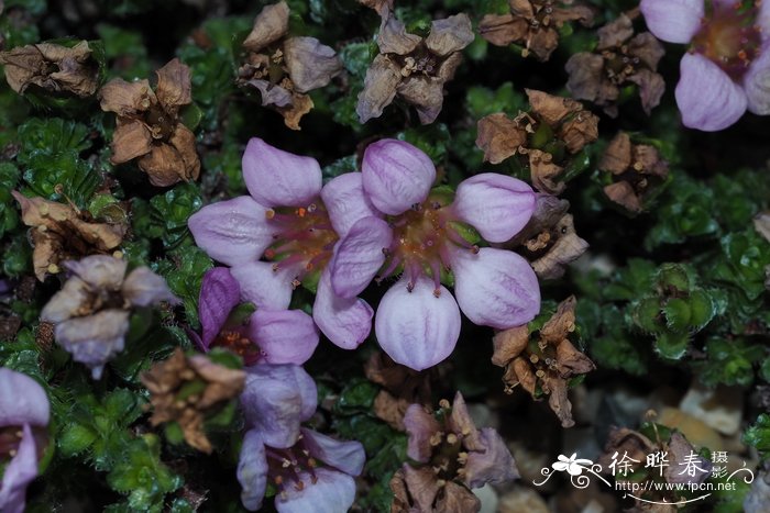 挪威虎耳草Saxifraga oppositifolia