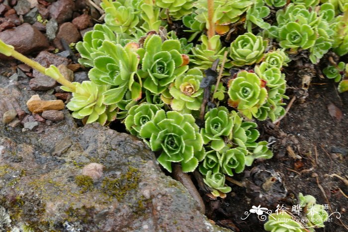 ‘莲座’圆锥虎耳草 Saxifraga paniculata ‘Rosularis’