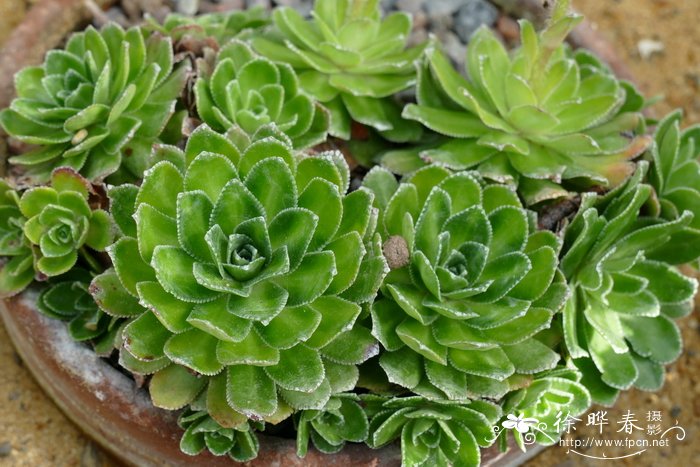 圆锥花虎耳草 Saxifraga paniculata