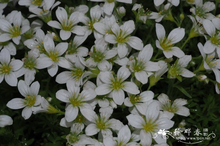平卧虎耳草Saxifraga pedemontana subsp. prostii