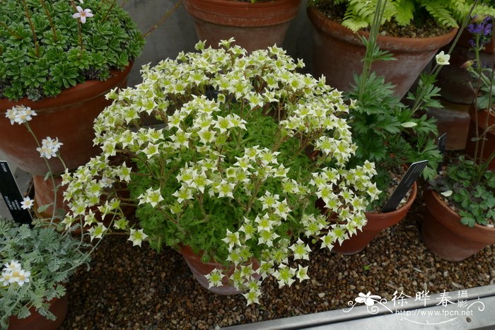 莫希虎耳草Saxifraga reuteriana