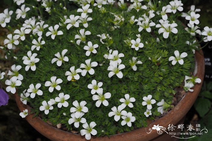 皮德蒙特山虎耳草 Saxifraga pedemontana