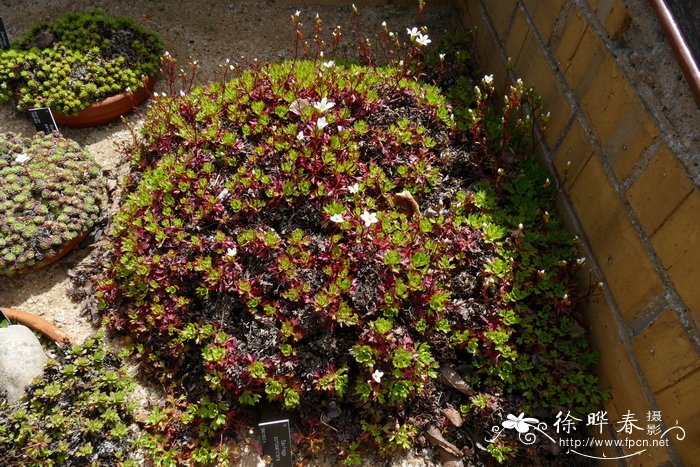 Saxifraga portosanctana