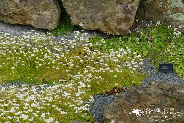 紫红虎耳草 Saxifraga rosacea