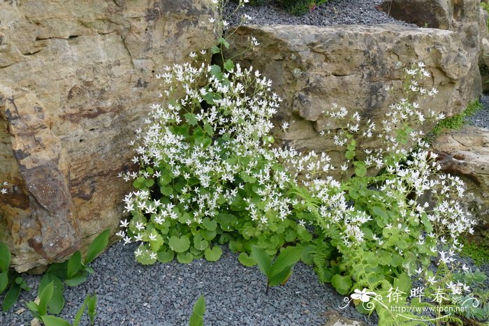 圆叶虎耳草  Saxifraga rotundifolia