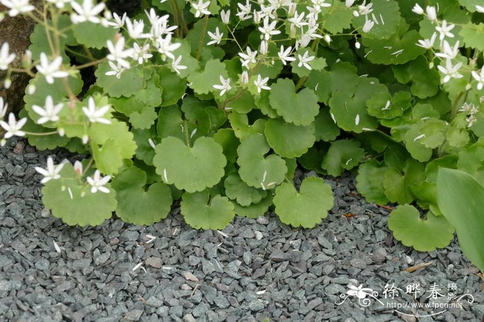 圆叶虎耳草  Saxifraga rotundifolia