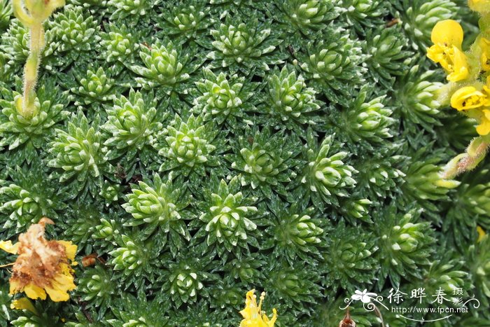 斯卡多山虎耳草 Saxifraga scardica