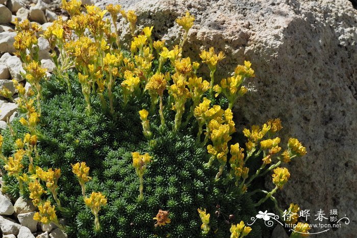 斯卡多山虎耳草 Saxifraga scardica