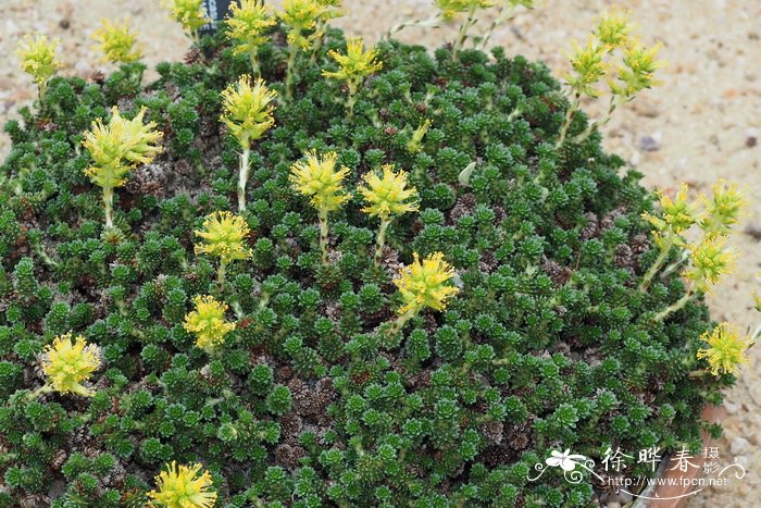 硬柄虎耳草Saxifraga scleropoda