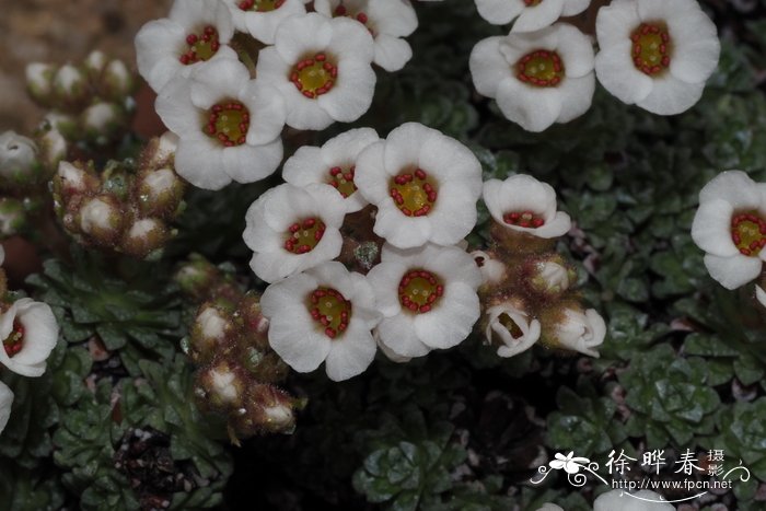 Saxifraga stolitzkae