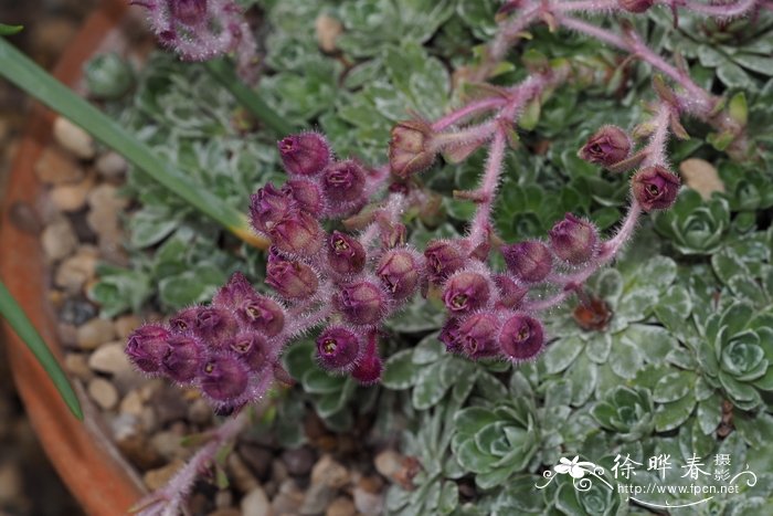 Saxifraga stribrnyi