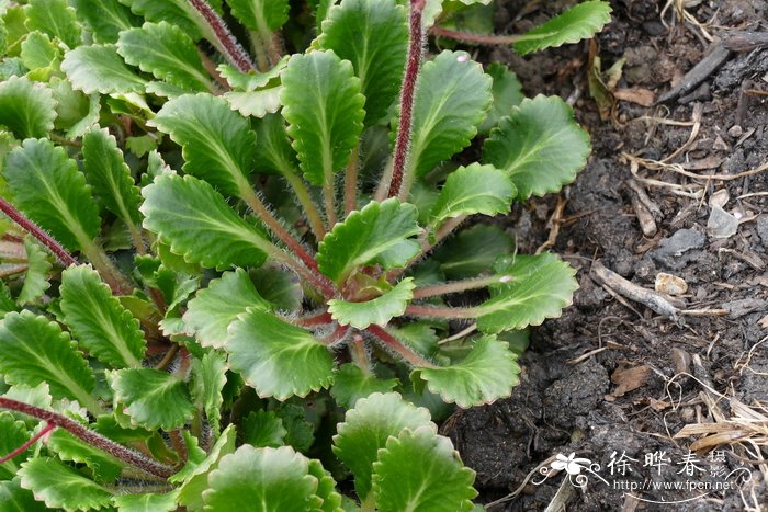 匙叶虎耳草 Saxifraga spathularis