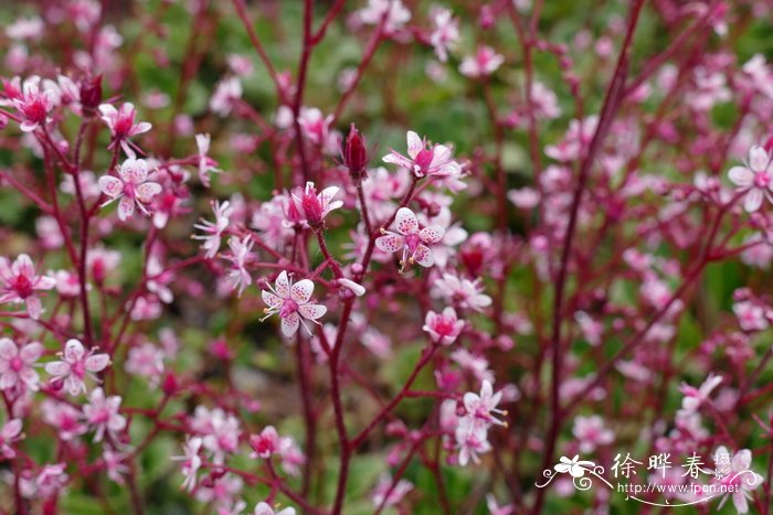 匙叶虎耳草 Saxifraga spathularis