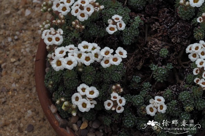 Saxifraga stolitzkae