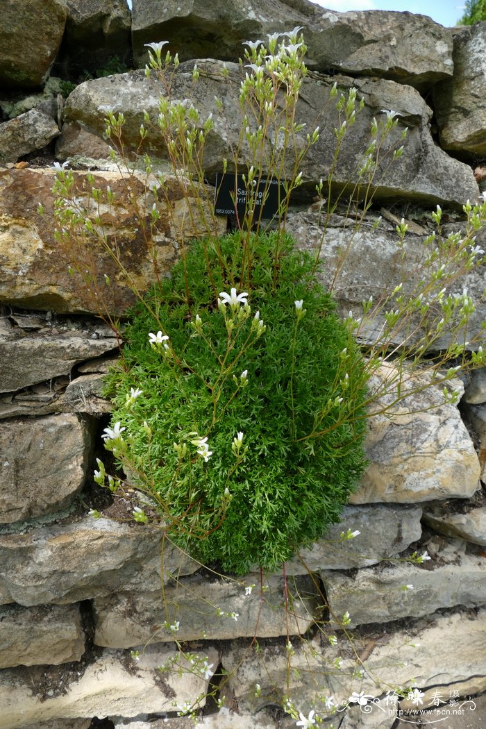 三叉虎耳草 Saxifraga trifurcata