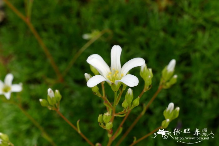 三叉虎耳草 Saxifraga trifurcata