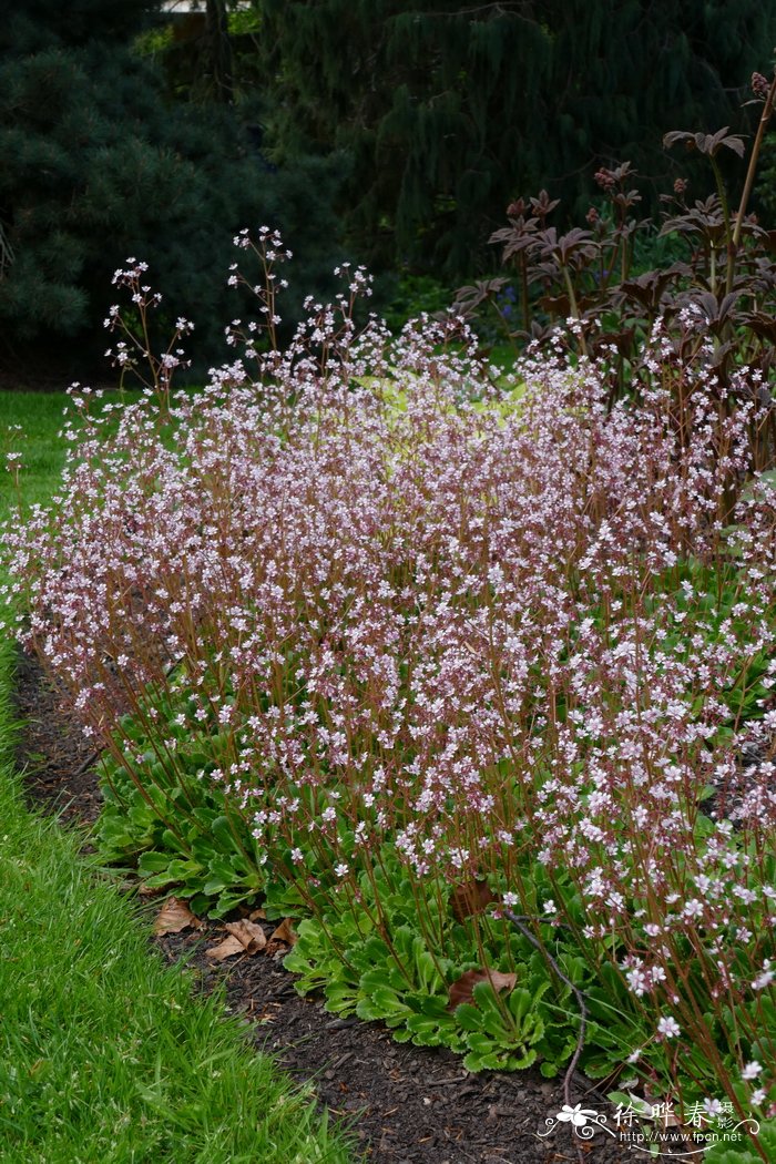  ‘报春’耐阴虎耳草Saxifraga umbrosa ‘Primuloides’