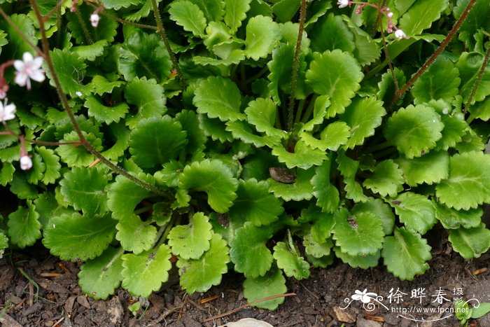  ‘报春’耐阴虎耳草Saxifraga umbrosa ‘Primuloides’