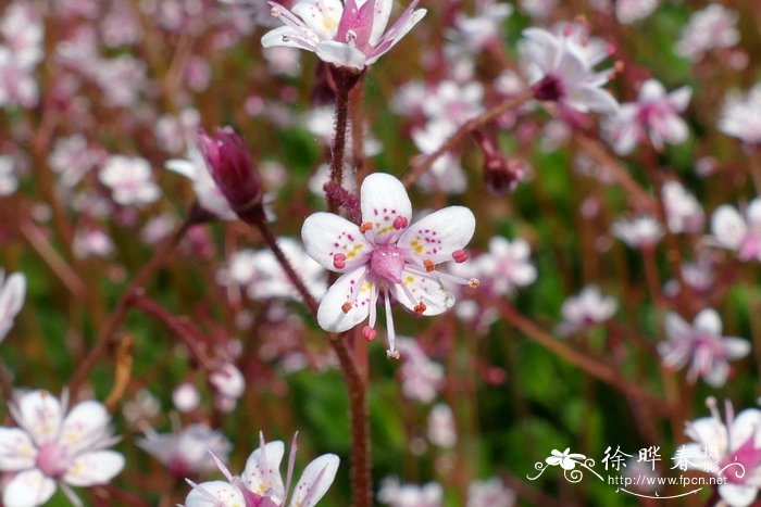 ‘报春’耐阴虎耳草Saxifraga umbrosa ‘Primuloides’