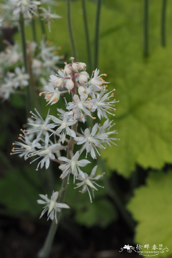 心叶黄水枝Tiarella cordifolia