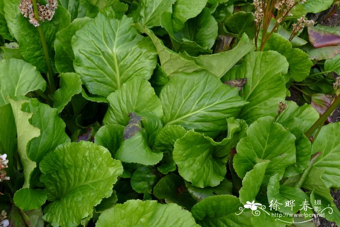 厚叶岩白菜Bergenia cordifolia