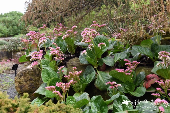 短柄岩白菜Bergenia stracheyi
