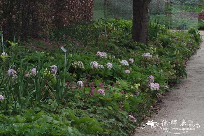 雨伞草Darmera peltata