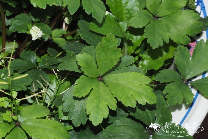 变豆菜Sanicula chinensis