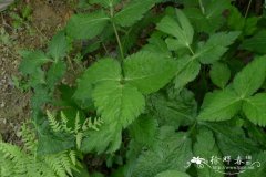 鸭儿芹Cryptotaenia japonica