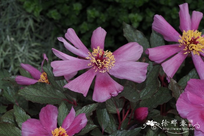 马略卡芍药Paeonia cambessedesii