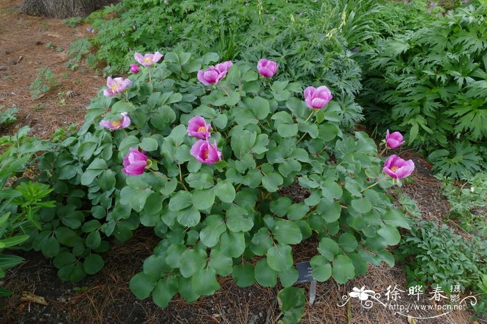 达呼里芍药Paeonia daurica
