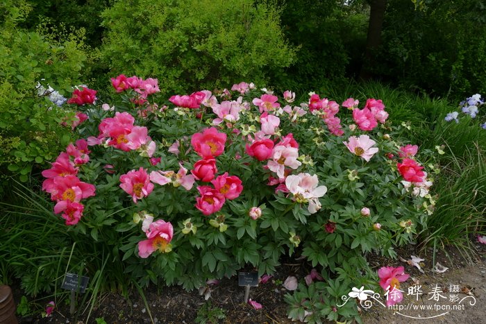 '火焰'芍药Paeonia 'Flame'