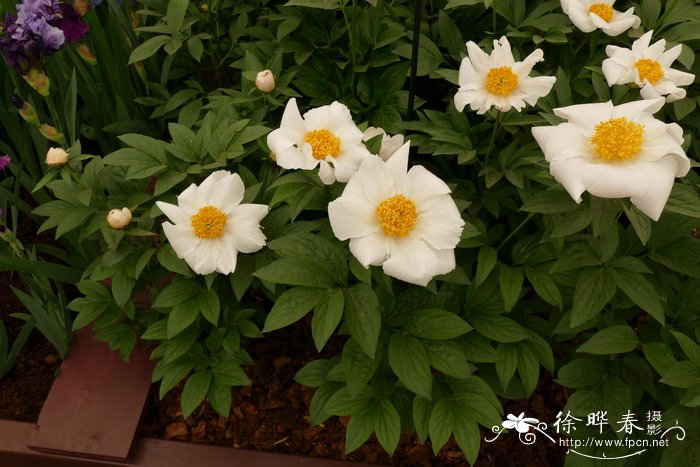 '科林克尔'芍药Paeonia 'Krinkled White'