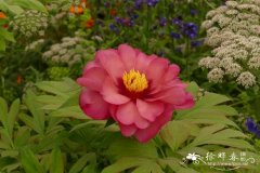 '奇幻之旅'芍药 Paeonia 'Magical Mystery Tour'
