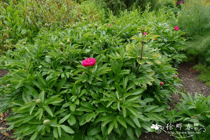 ‘重瓣’药用芍药 Paeonia officinalis 'Flore Pleno'