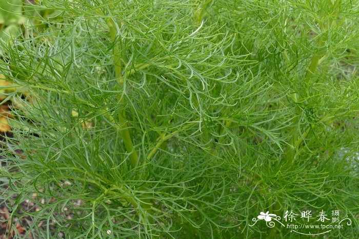细叶芍药Paeonia tenuifolia