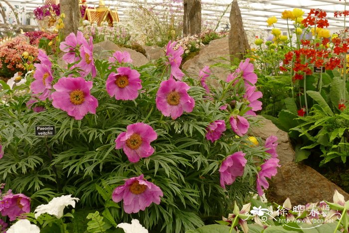 川赤芍Paeonia veitchii