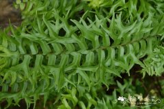 镰叶肾蕨Nephrolepis falcata