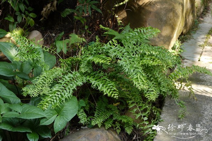 镰叶肾蕨Nephrolepis falcata