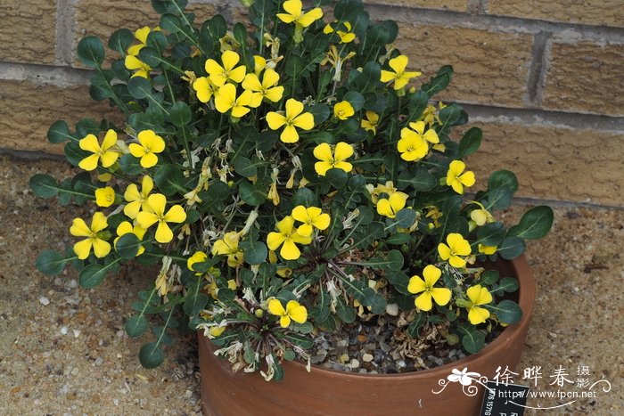 Raffenaldia platycarpa