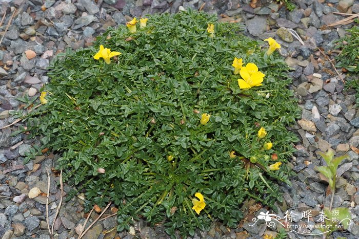'弗来德海明威'矮黄芥 Morisia monanthos 'Fred Hemingway' '弗来德海明威'矮黄芥 Morisia monanthos 'Fred Hemingway'