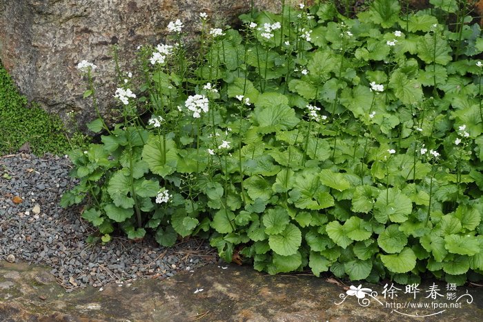 厚隔芥Pachyphragma macrophyllum